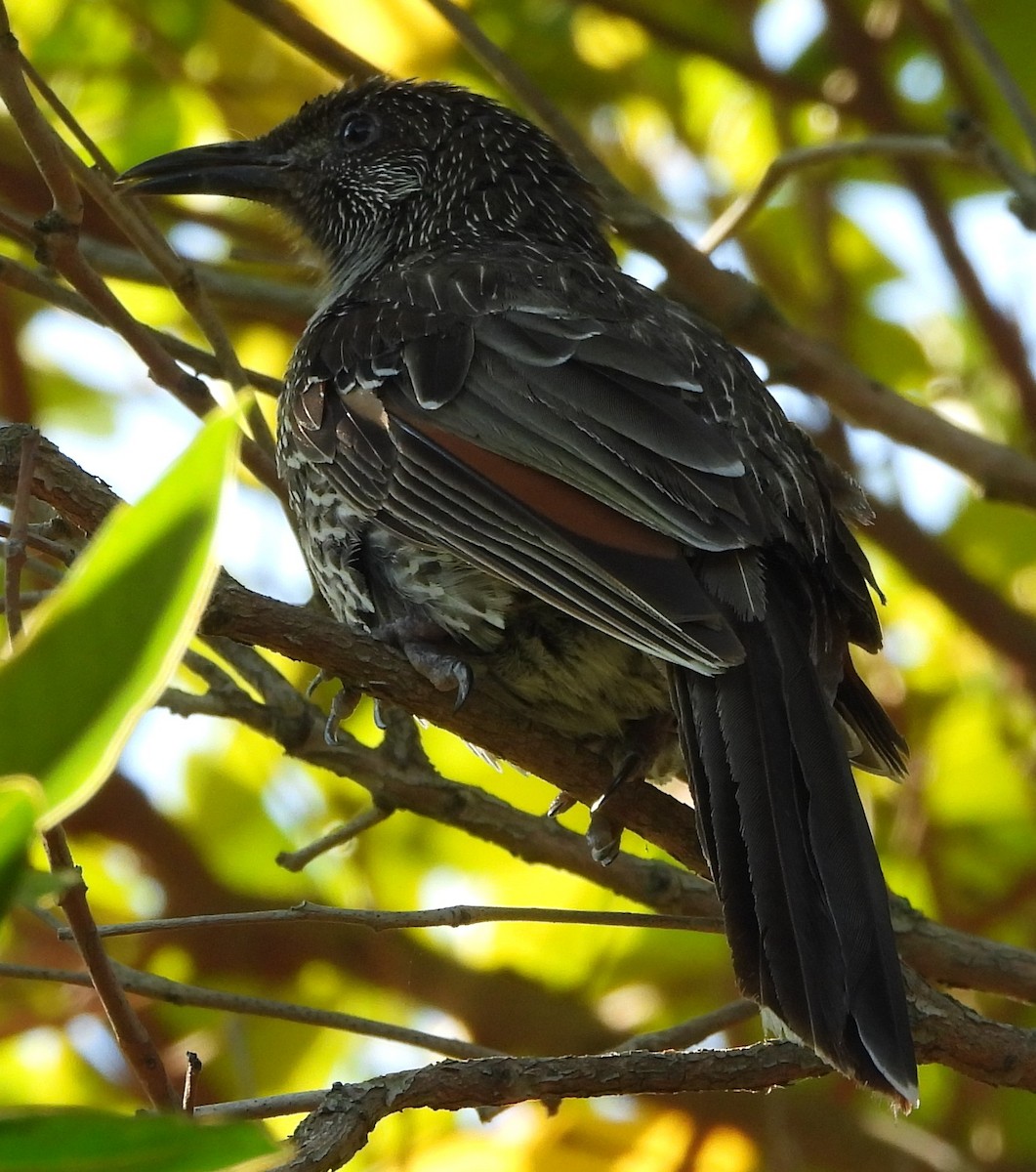 Little Wattlebird - ML643869055