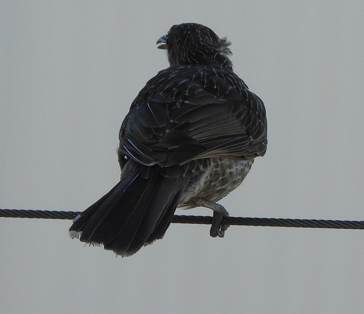 Little Wattlebird - ML643869056