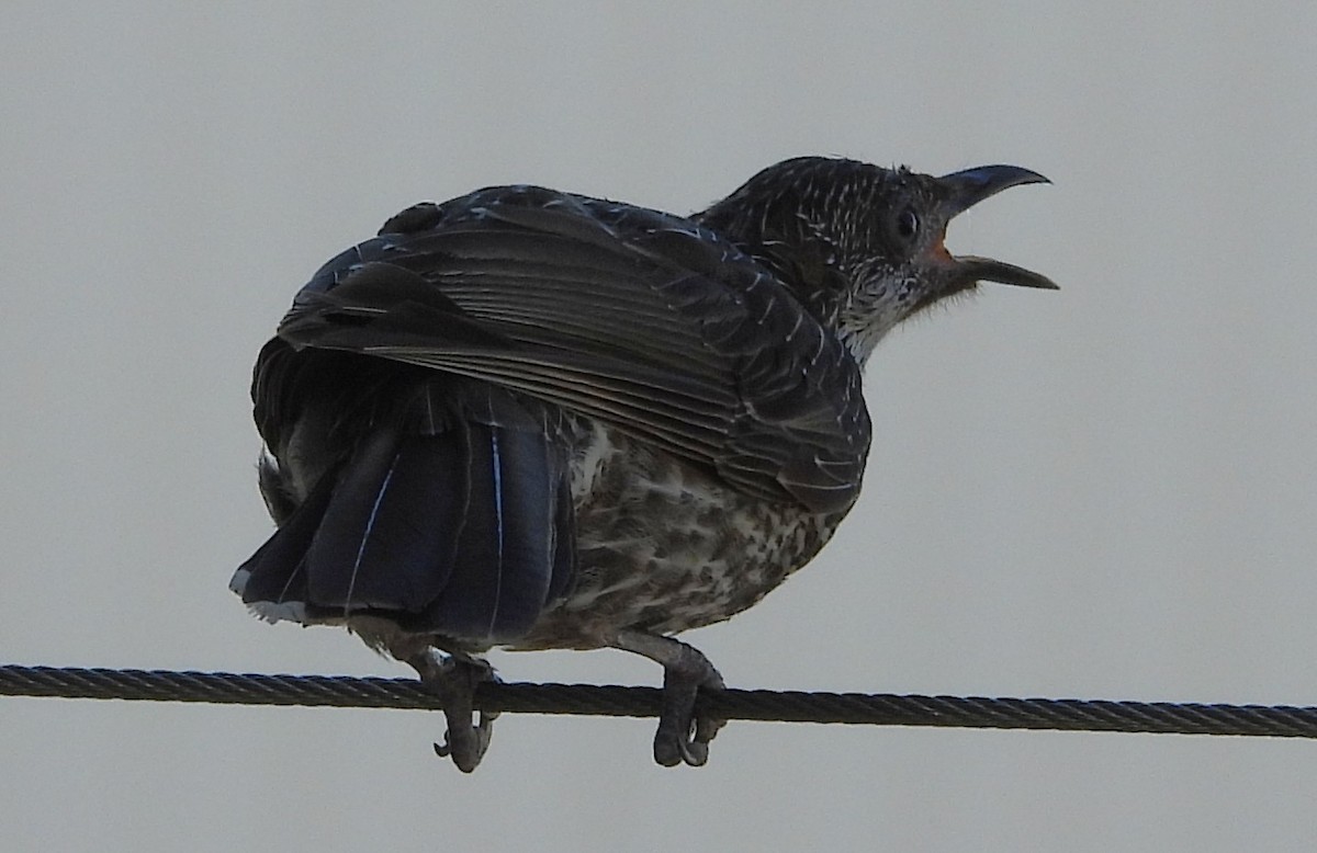 Little Wattlebird - ML643869057