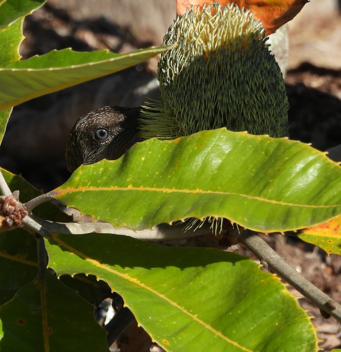 Little Wattlebird - ML643869058