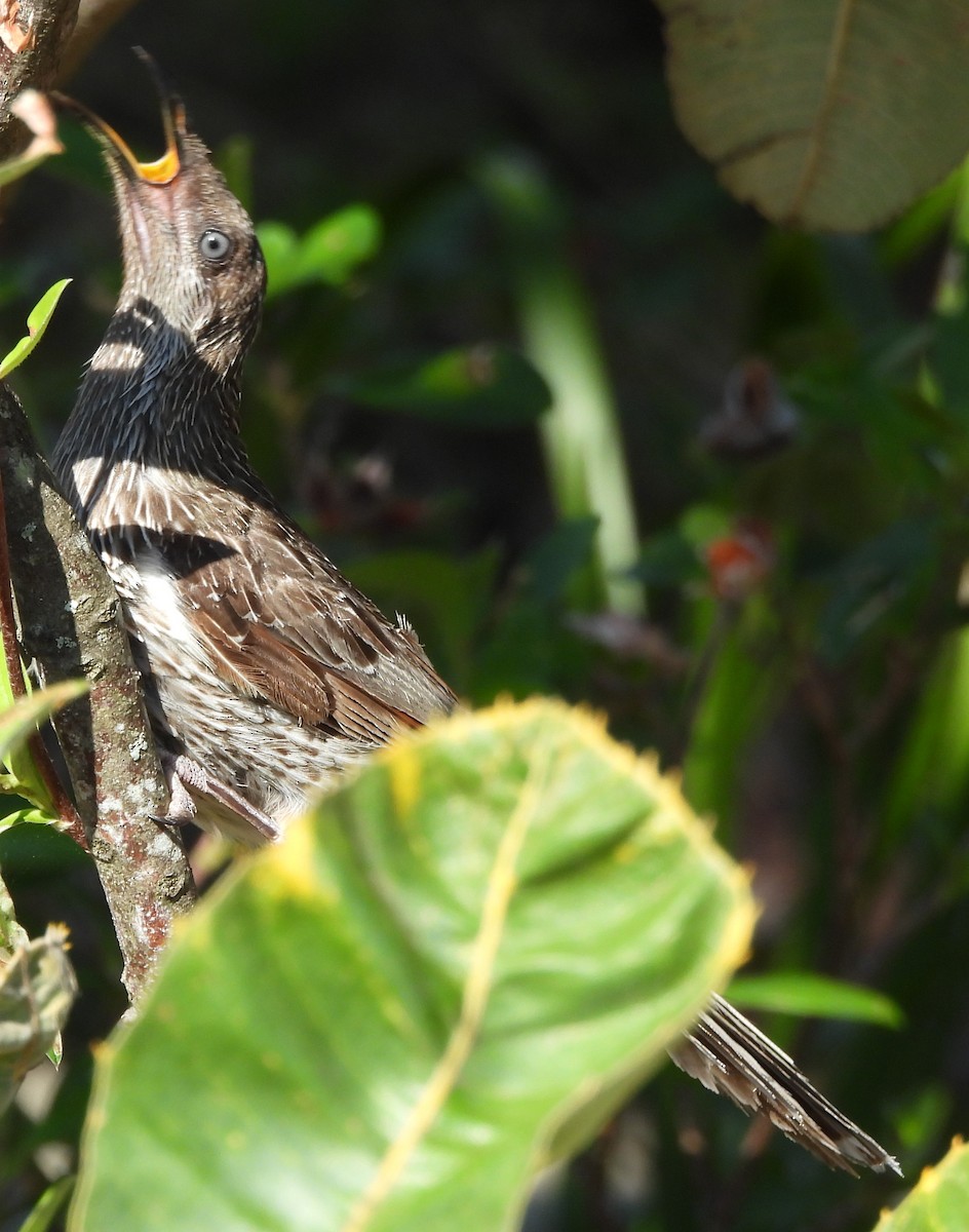 Little Wattlebird - ML643869059