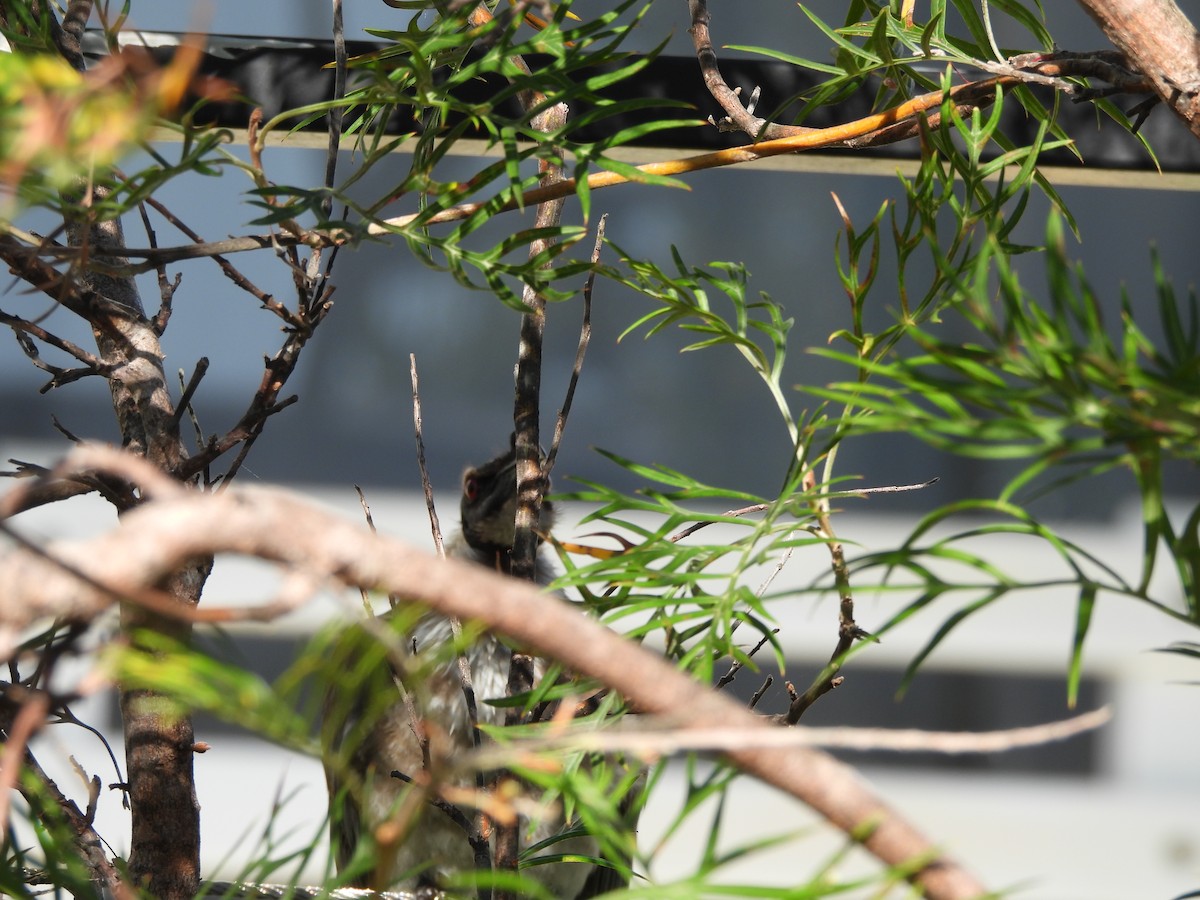 Noisy Friarbird - ML643869070