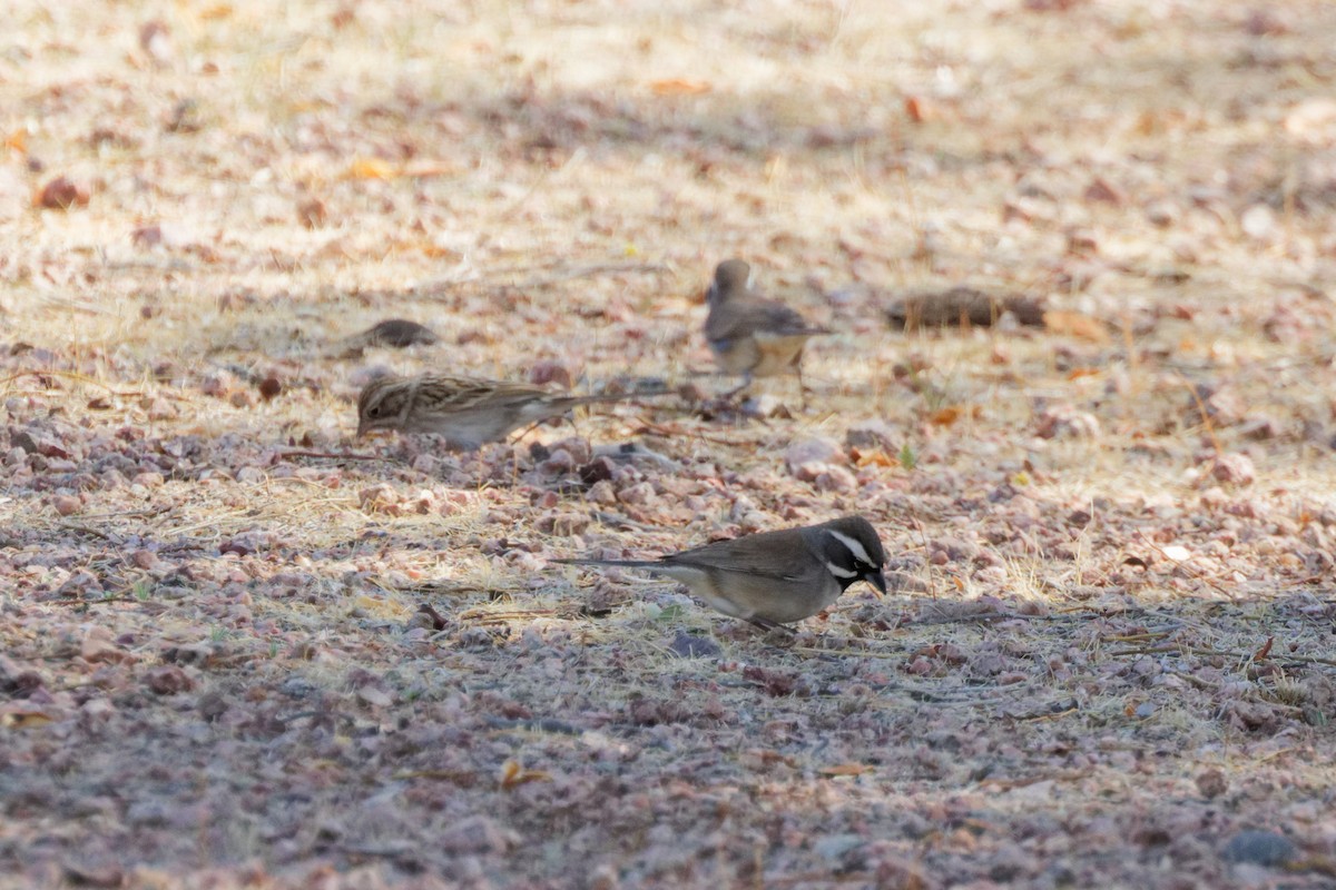 Black-throated Sparrow - ML643869072