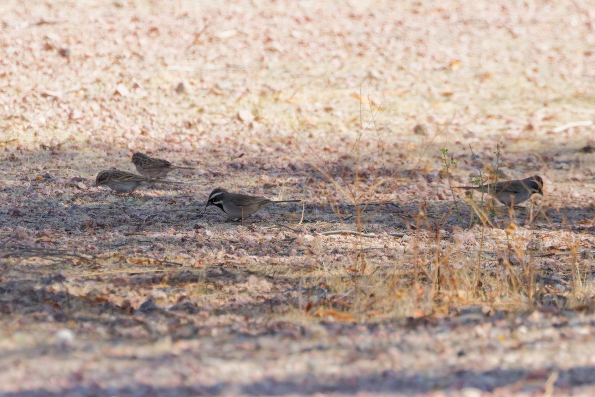 Black-throated Sparrow - ML643869073
