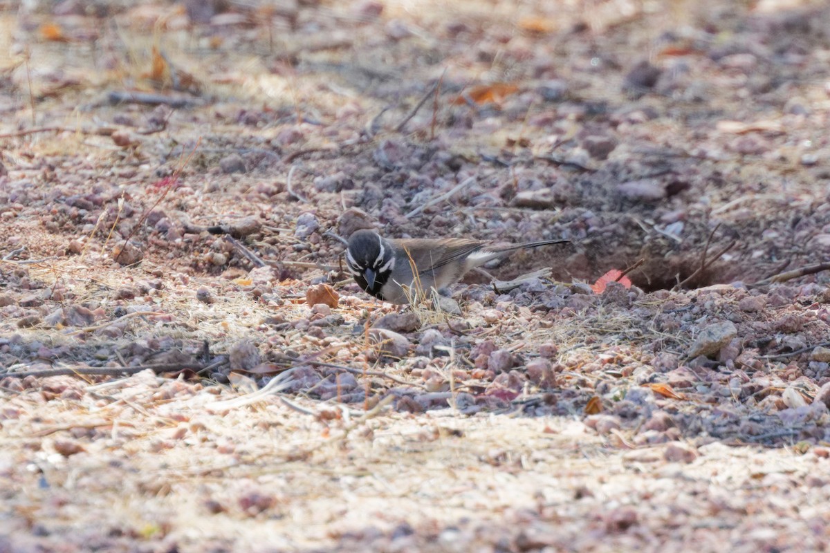 Black-throated Sparrow - ML643869074