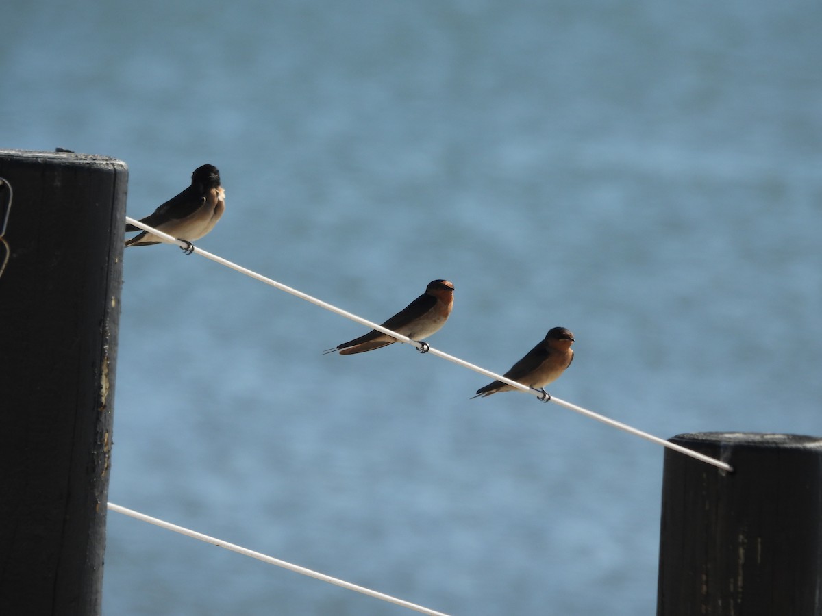 Welcome Swallow - ML643869076