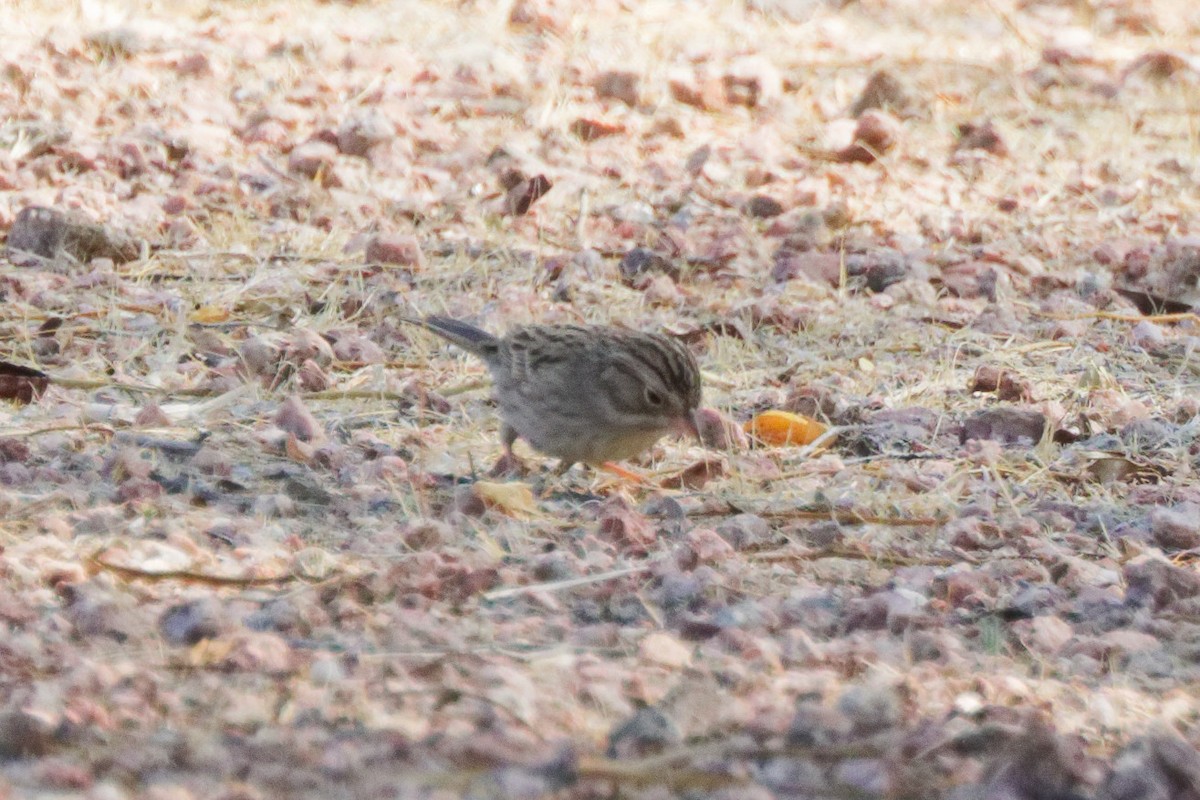 Brewer's Sparrow - ML643869077