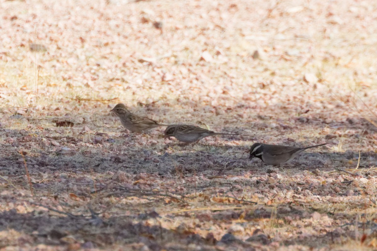 Brewer's Sparrow - ML643869078