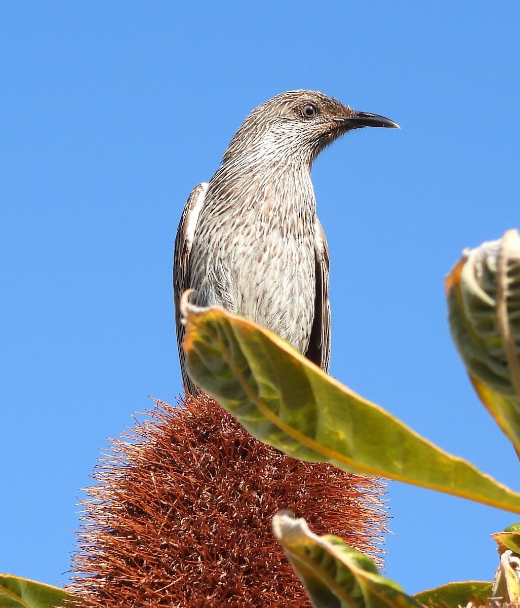 Little Wattlebird - ML643869082