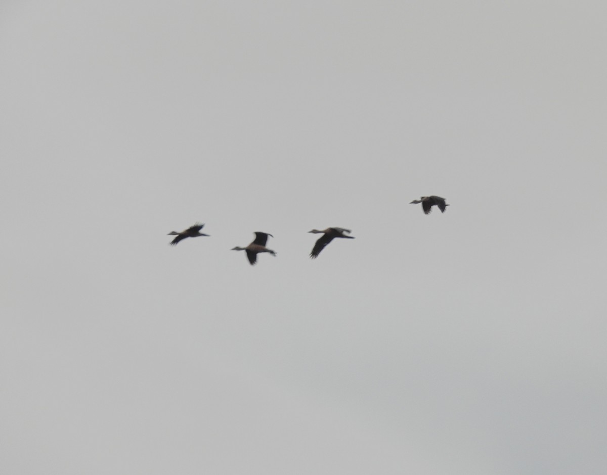 Lesser Whistling-Duck - ML643869083