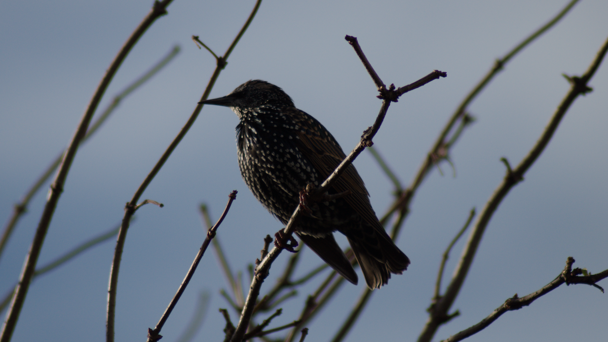 European Starling - ML643869093