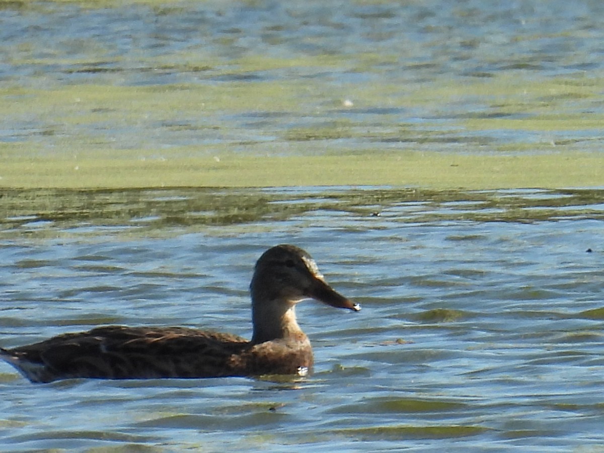 Mallard - ML643869099