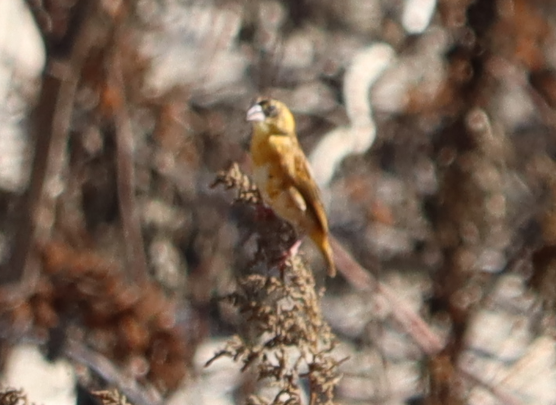 Northern Red Bishop - ML643869100