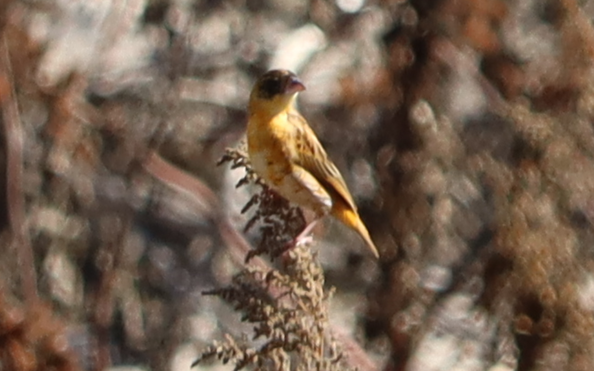 Northern Red Bishop - ML643869118