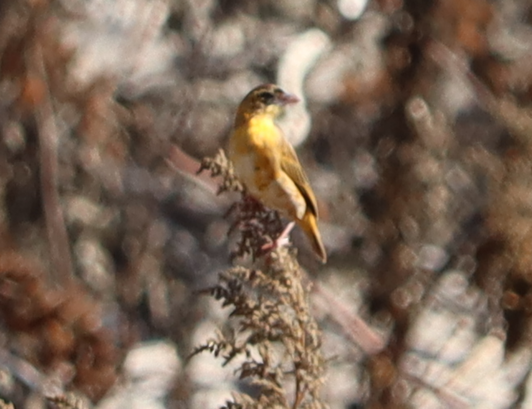 Northern Red Bishop - ML643869123