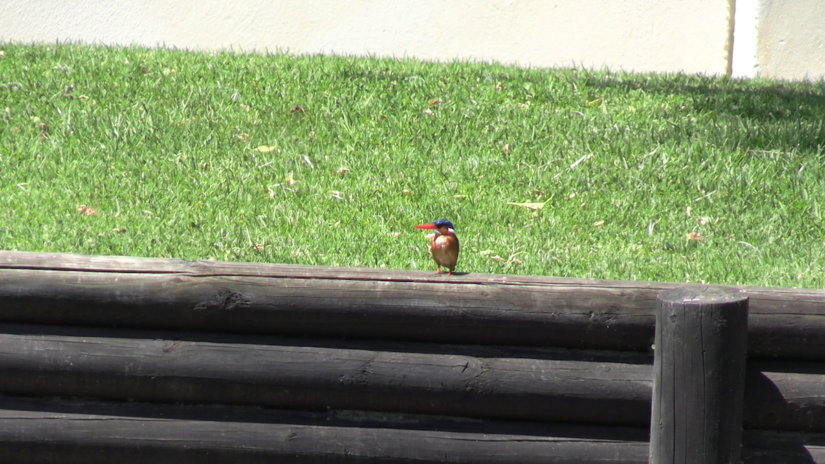 Malachite Kingfisher - ML643869126