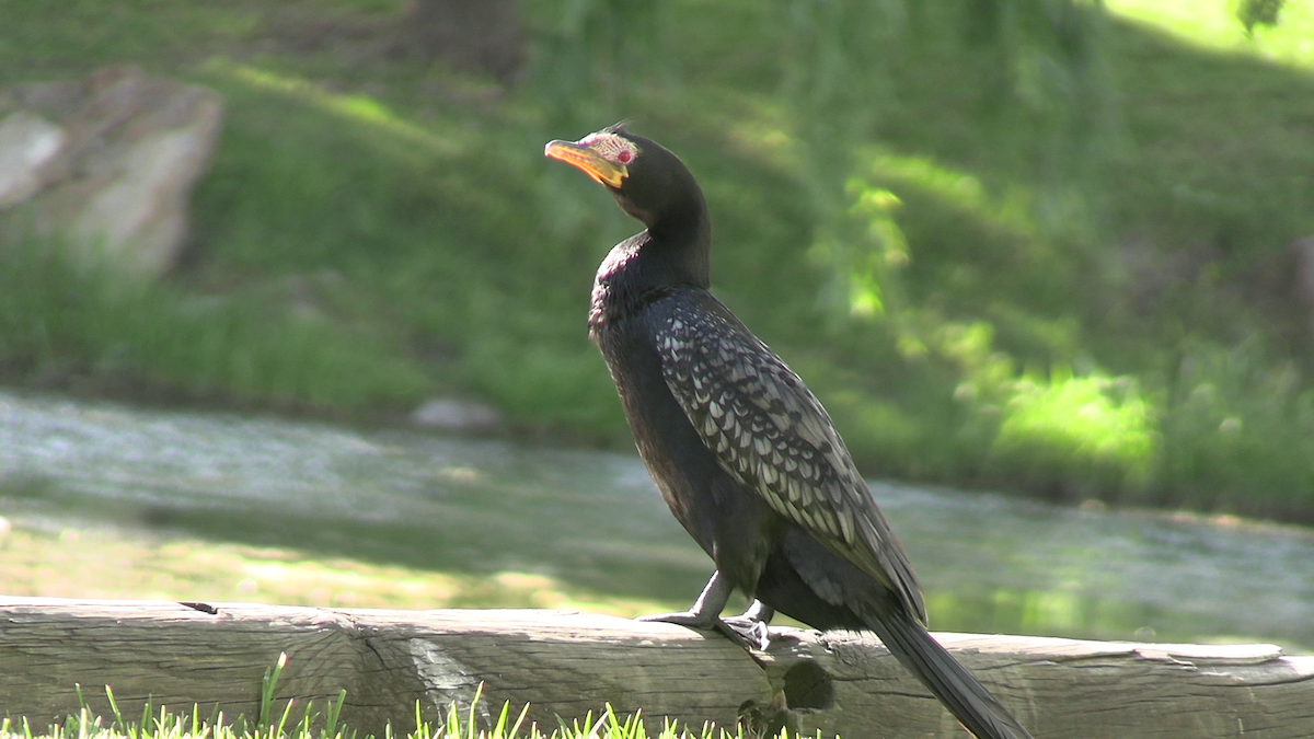 Reed Cormorant - ML643869130