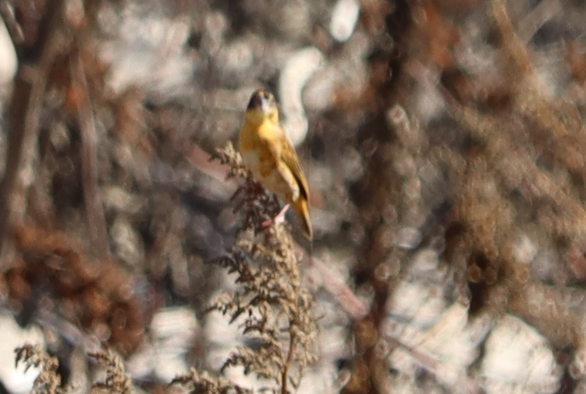Northern Red Bishop - ML643869131