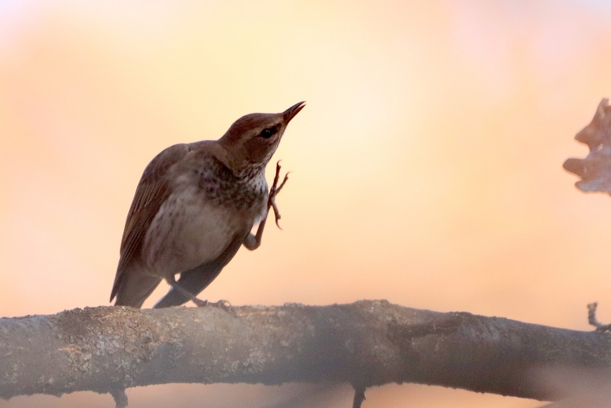 Дрізд чорноволий - ML643869139