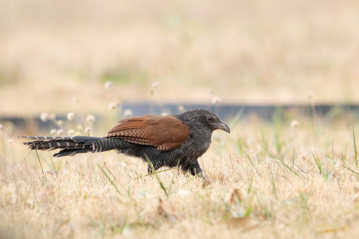 Greater Coucal (Greater) - ML643869144
