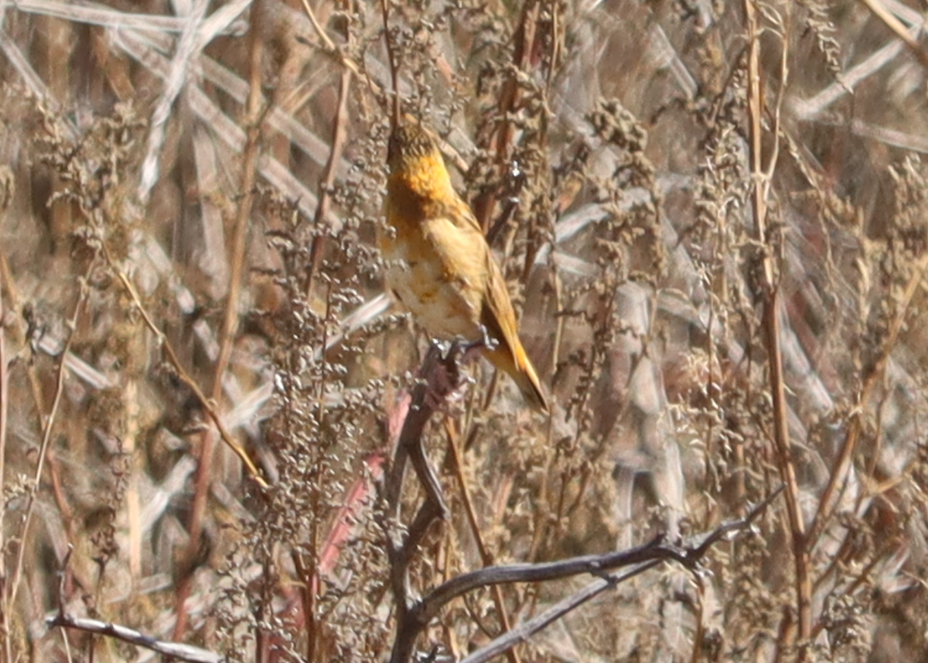 Northern Red Bishop - ML643869151