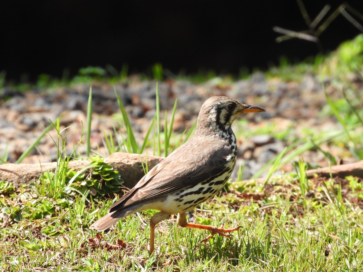 Groundscraper Thrush - ML643869169