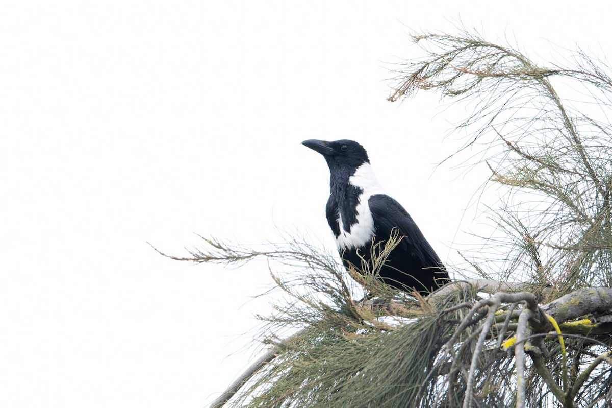 クビワガラス - ML643869173