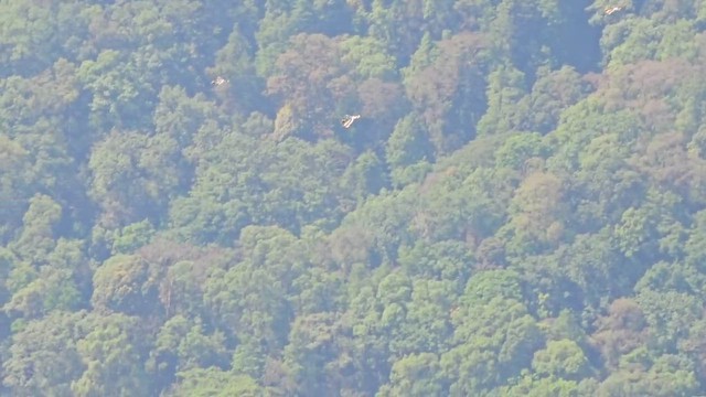 Great Hornbill - ML643869175