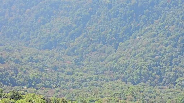 Great Hornbill - ML643869177