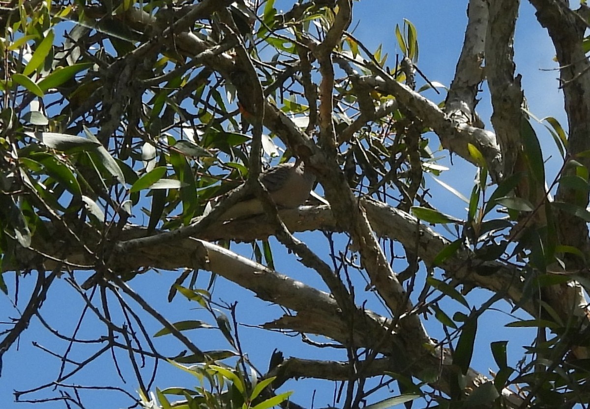 Peaceful Dove - ML643869179
