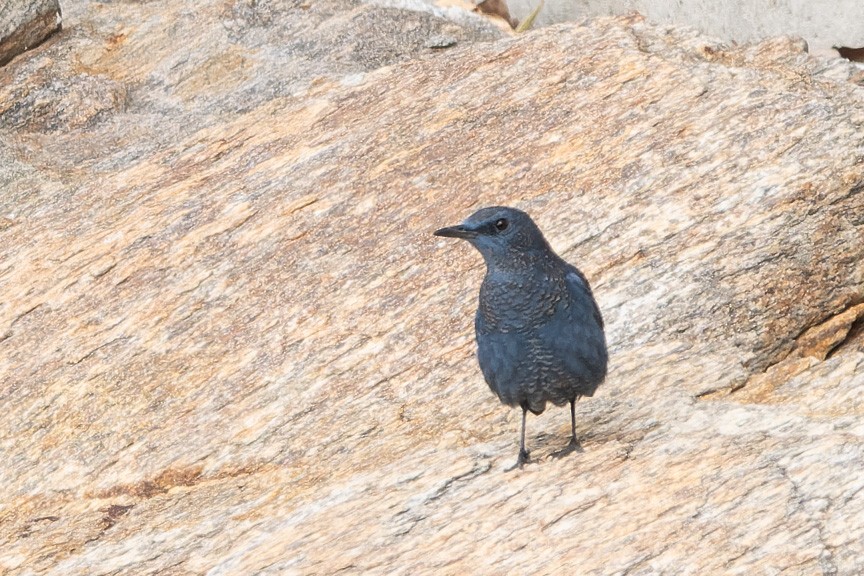 skalník modrý (ssp. pandoo) - ML643869197
