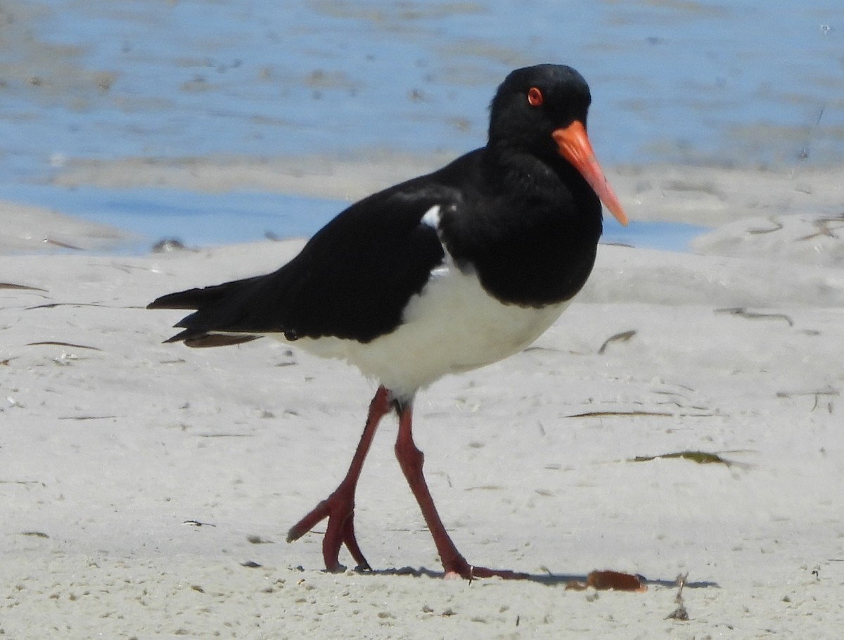 Pied Oystercatcher - ML643869203