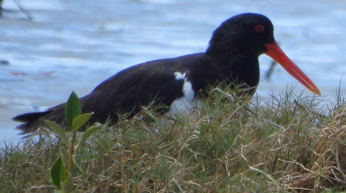 Pied Oystercatcher - ML643869204