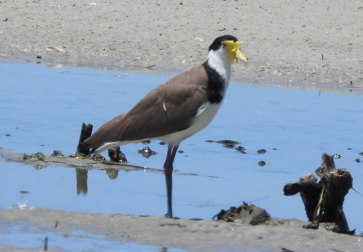 Masked Lapwing - ML643869211