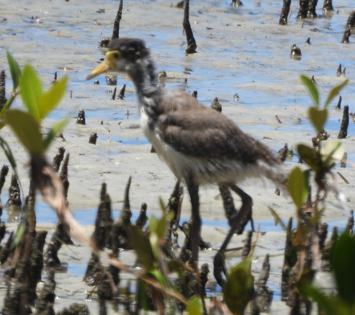 Masked Lapwing - ML643869212