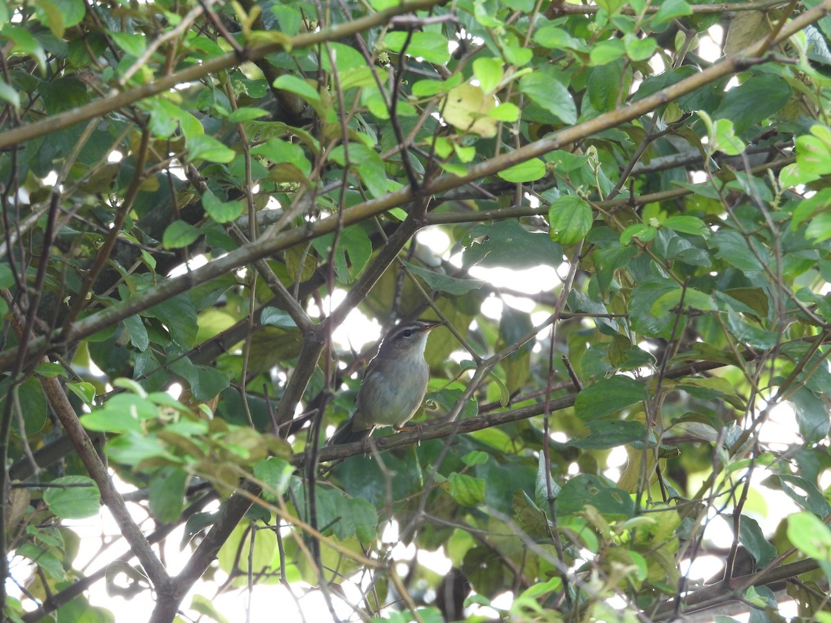 Бүхт дууч шувуу - ML643869219