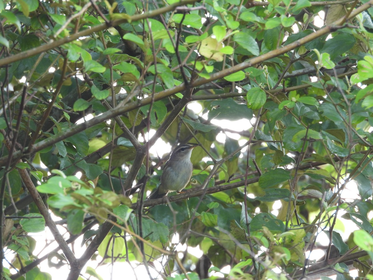 Бүхт дууч шувуу - ML643869220