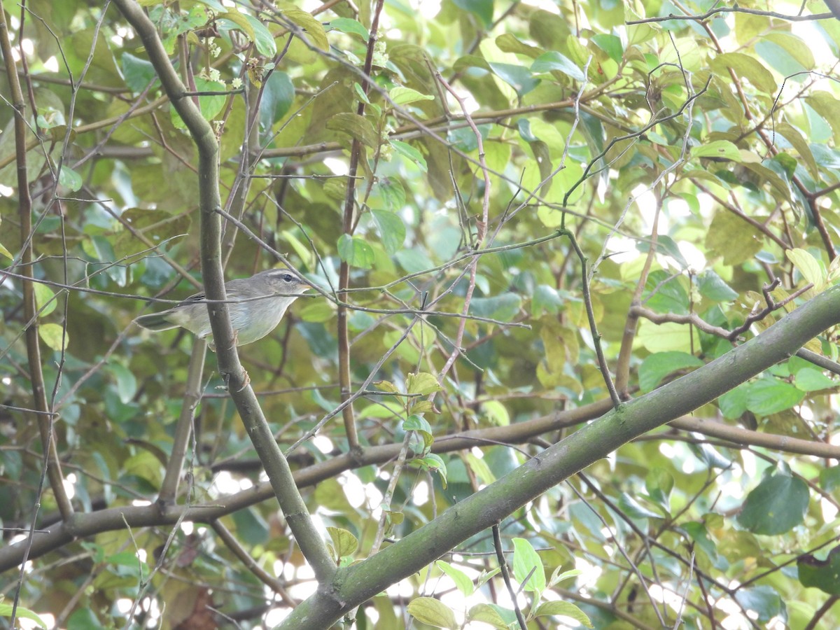 Бүхт дууч шувуу - ML643869221