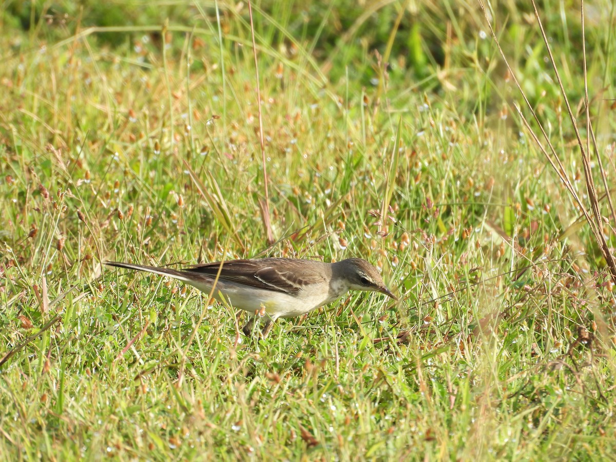 Eastern Yellow Wagtail - ML643869227