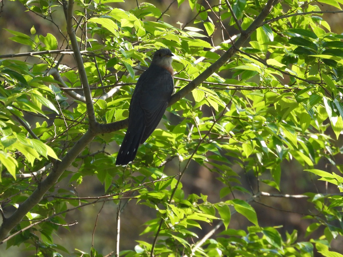 チャムネカッコウ - ML643869232