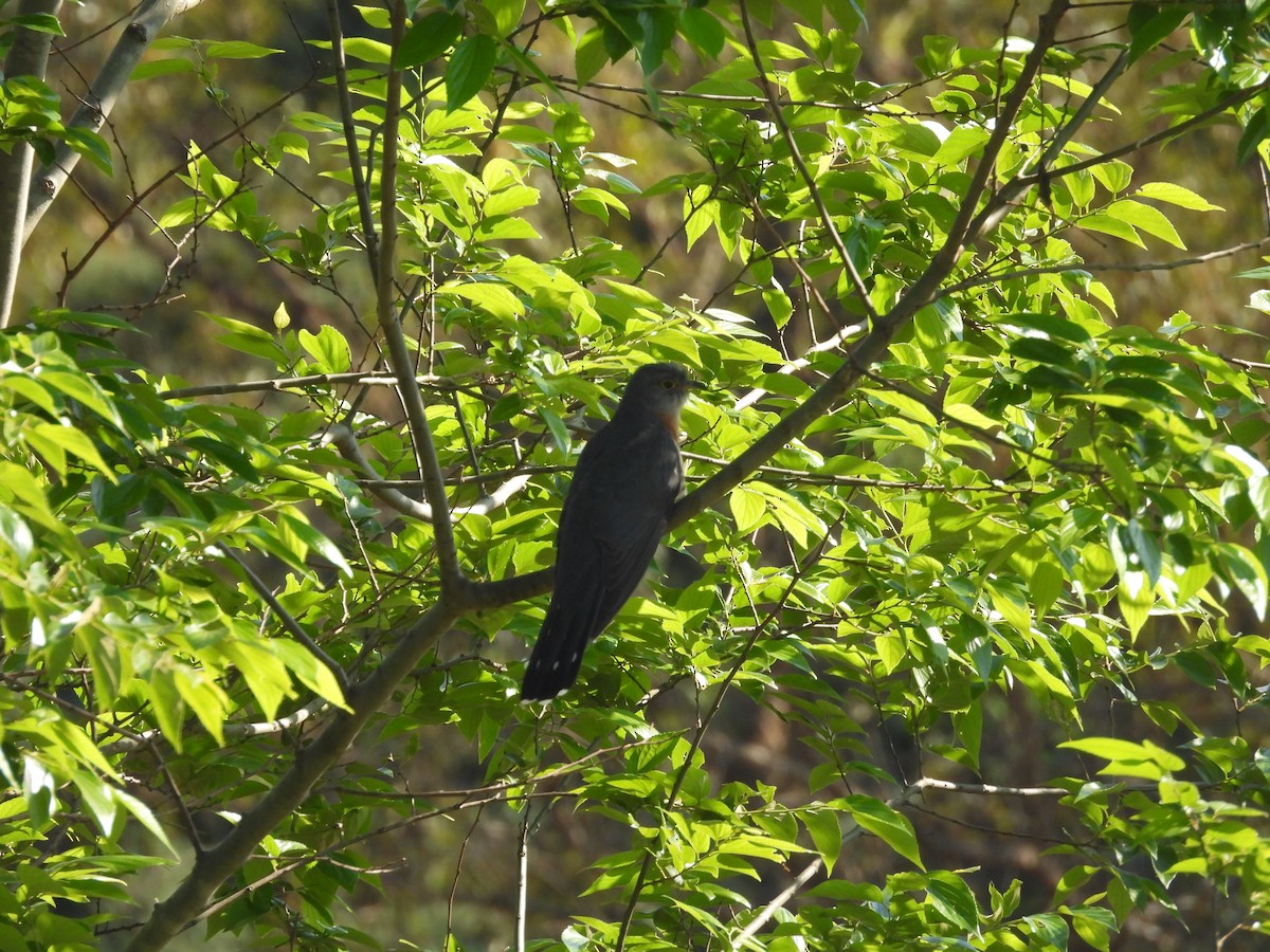 チャムネカッコウ - ML643869233