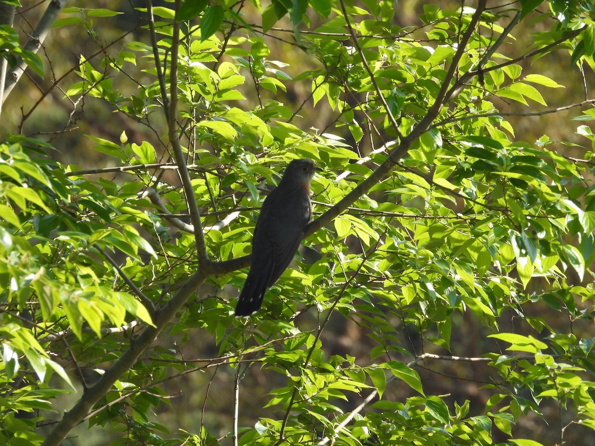 チャムネカッコウ - ML643869234