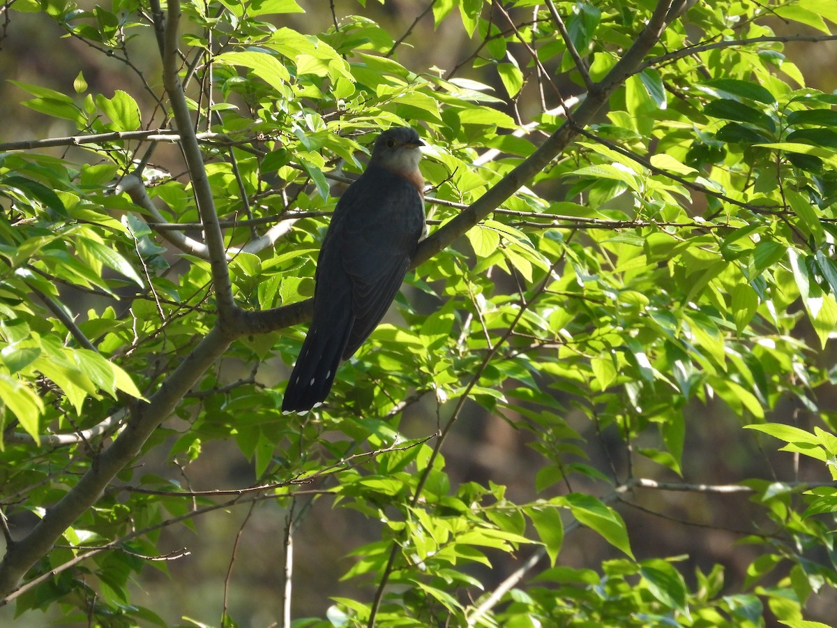 チャムネカッコウ - ML643869235