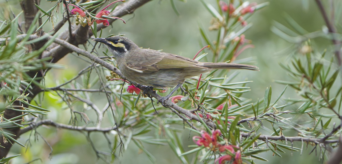 Yellow-faced Honeyeater - ML643869247