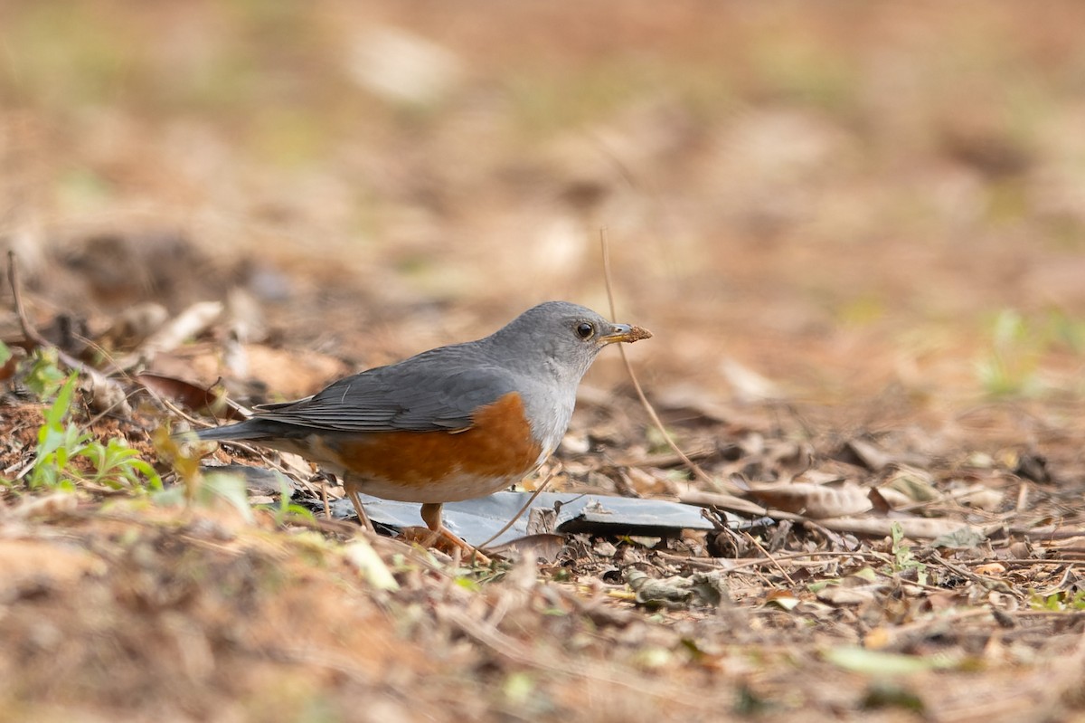 Gray-backed Thrush - ML643869249