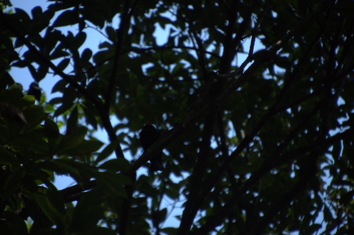 Crow-billed Drongo - ML643869263