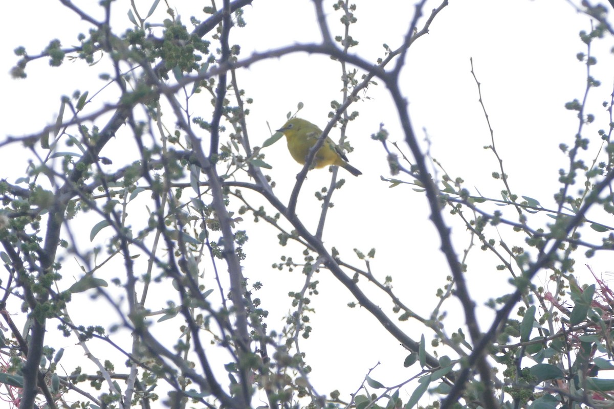 Southern Yellow White-eye - ML643869296