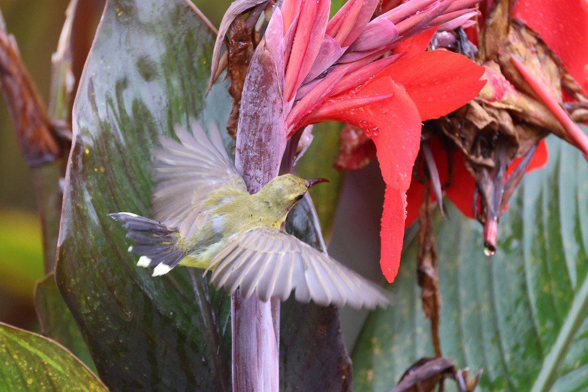 Sahul Sunbird - ML643869324