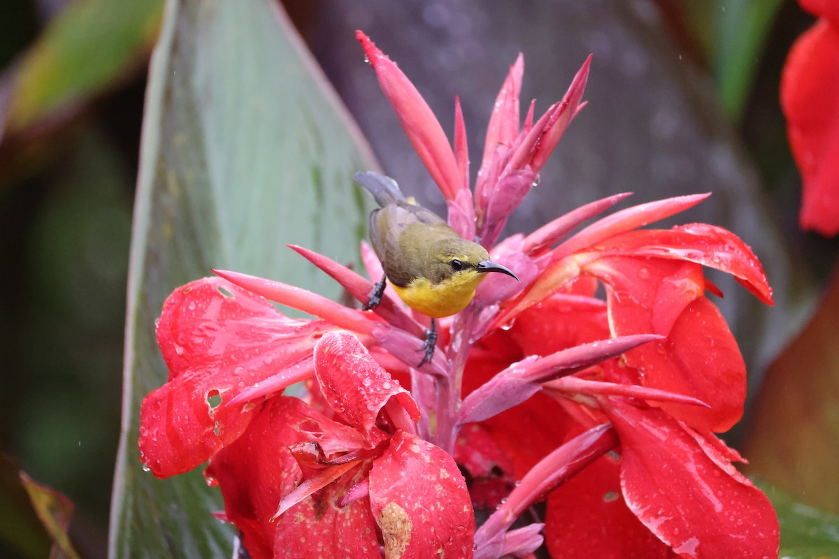 Sahul Sunbird - ML643869325