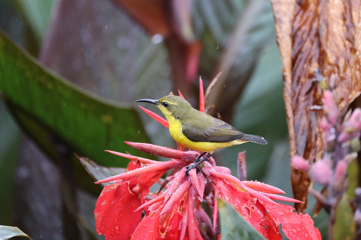 Sahul Sunbird - ML643869326